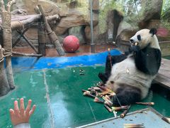 -成都动物园