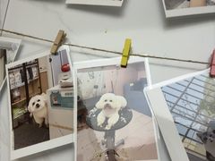 -瑞派康怡24h宠物医院·犬猫医疗中心·微创绝育(瑞景分院)
