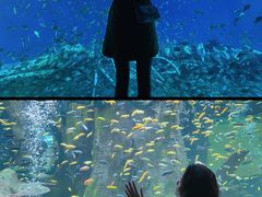 -合肥海洋世界