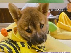 -逗柴咖啡屋·狗咖猫咖宠物桌游