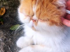 -喵屿·大理花园猫咖