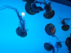 -太平洋海底世界