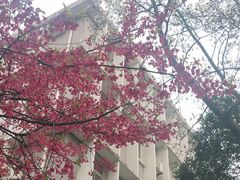 -武汉大学-樱园