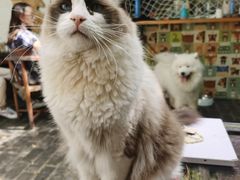 -喵屿·大理花园猫咖
