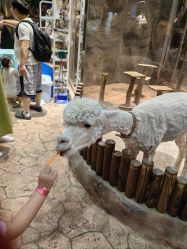 点击看大图 -宝燕乐园(闵行旗舰店)