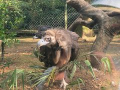 -贵州森林野生动物园