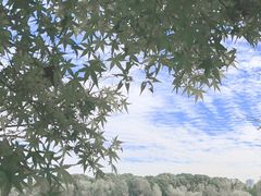 -昆山城市生态森林公园