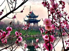 -上海海湾国家森林公园