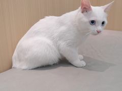 -瑞派·关忠动物医院·猫专科·犬专科(三环新城店)