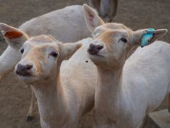 -北京麋鹿生态实验中心