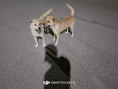 -雅鲁激流探险漂流