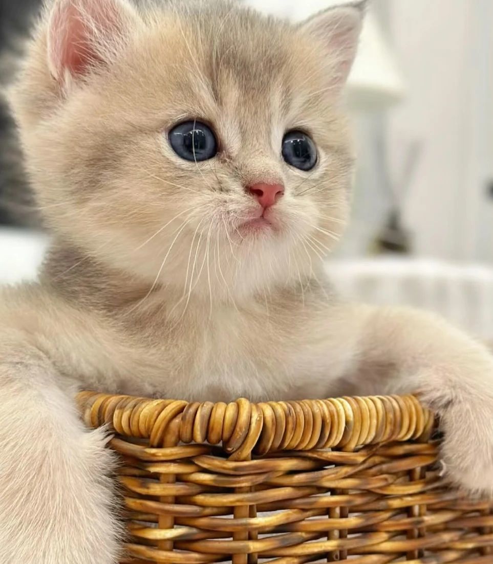 微笑的猫咪治愈系