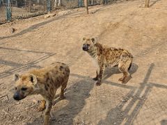 -大连森林动物园