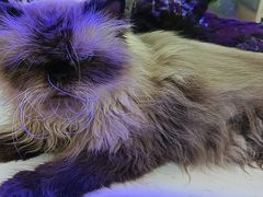 -喵园·猫主题咖啡厅·撸猫·猫咖(国贸店)