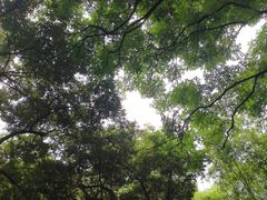 -成都市活水公园