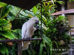 -Warung Babi Guling Ibu Oka 3