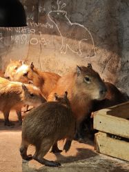 -Zoolung Zoolung动物主题公园(海信广场店)