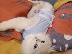 -宠爱国际动物医院· 猫科· 外科·中兽医(长白店)