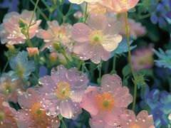 -大鹏佳兆业广场