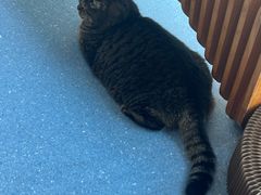-伟伟宠物医院·瑞派猫友好医院·猫科(光谷店)