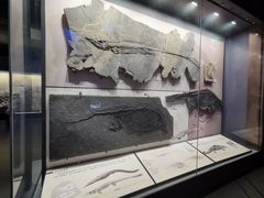 -贵州省地质博物馆