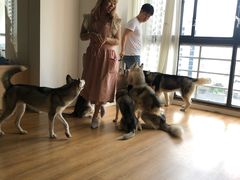 -Husky Go! 哈士奇体验馆·宠物咖啡厅狗咖