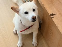 -是阿柴呀！柴犬咖啡·爱喵喵猫咖