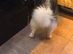 -more than meow吴止猫主题餐厅(承德 中船汇店)