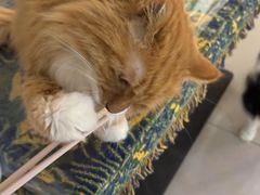 -平行世界·猫咖(首经贸店)