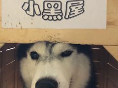 -Husky Go! 哈士奇体验馆·宠物咖啡厅狗咖