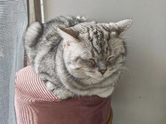 -平行世界·猫咖(首经贸店)