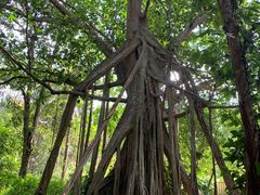 -中国科学院西双版纳热带植物园