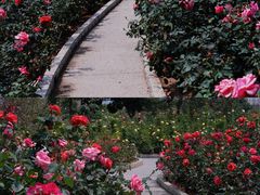 -香蜜公园