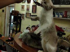 -猫色咖啡·猫咖