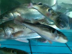 鲅鱼-新庆嫂渔港