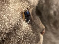 -猫儿山۰猫主题餐厅