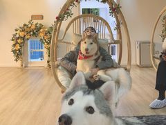 -Husky Go! 哈士奇体验馆·宠物咖啡厅狗咖