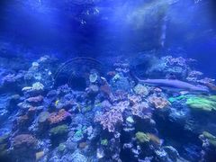 -江和美海洋公园
