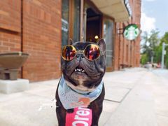 -超宠爱宠物摄影-Super pet