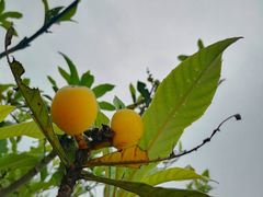 -西京湾花海
