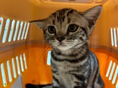 -瑞派动物医院·猫专科·至诚(江南中分院)