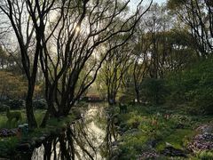 -上海共青森林公园