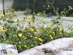 -皇城根遗址公园-东安门遗址