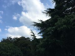 -青枫公园
