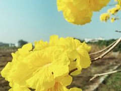 -天适樱花悠乐园