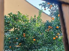 -龙华素斋(龙华路店)