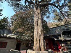 -青岛崂山太清宫
