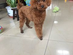 -惠康宠物医院(华能路店)