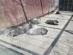 -新疆天山野生动物园