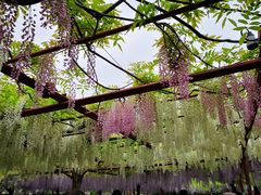 -嘉定紫藤园